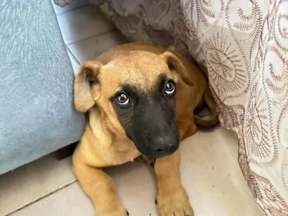 Cachorro raça SRD-ViraLata idade 2 a 6 meses nome Lili