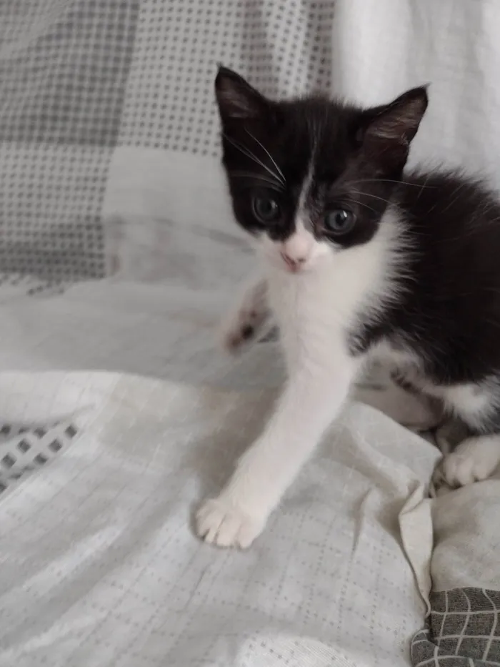 Gato ra a SRD-ViraLata idade Abaixo de 2 meses nome Keyti