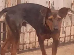 Cachorro raça SRD-ViraLata idade 7 a 11 meses nome Thor