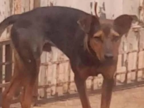 Cachorro ra a SRD-ViraLata idade 7 a 11 meses nome Thor