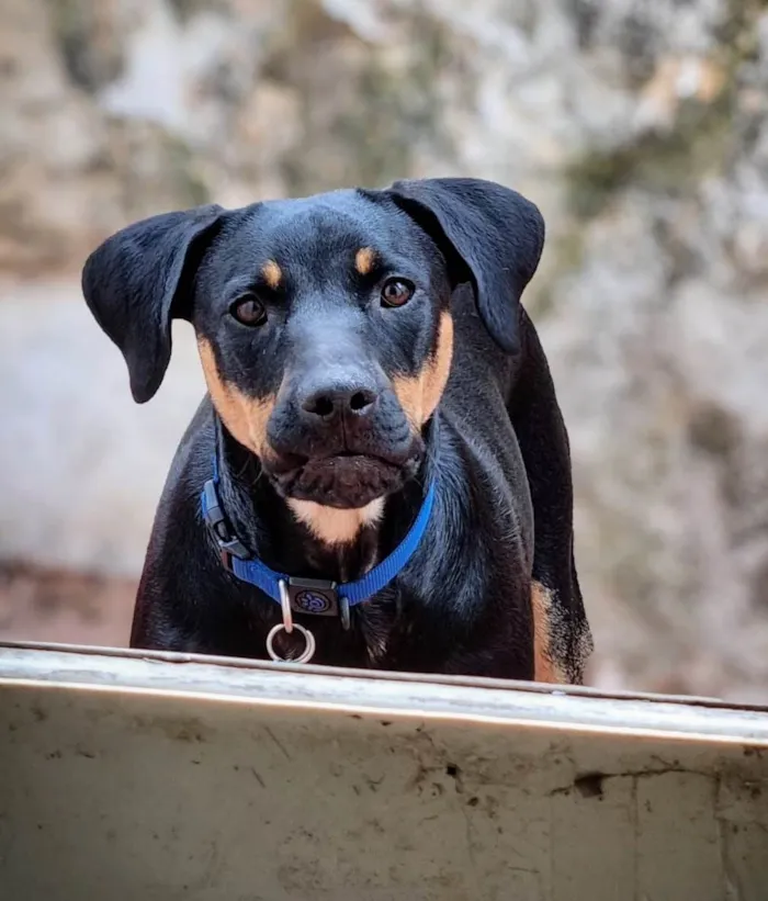 Cachorro ra a SRD-ViraLata idade 1 ano nome Luke