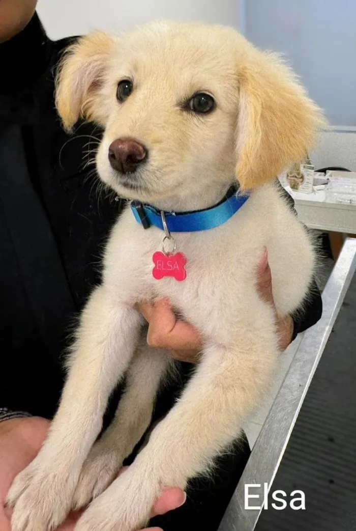 Cachorro ra a SRD-ViraLata idade 2 a 6 meses nome Elsa