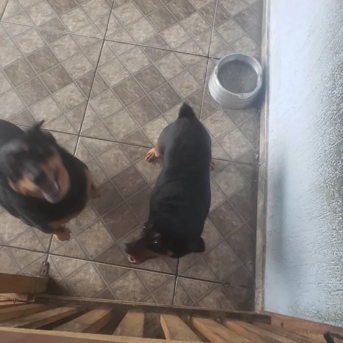 Cachorro ra a Pinscher idade 5 anos nome Cindy e Pitoco