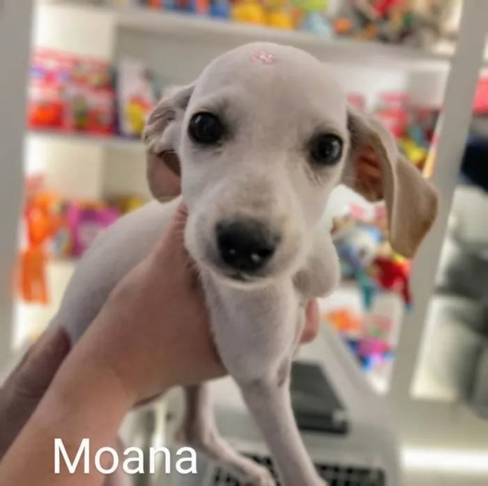 Cachorro ra a SRD-ViraLata idade 2 a 6 meses nome Moana 