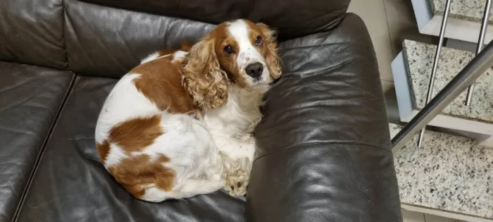 Cachorro ra a Cocker idade 6 ou mais anos nome Pipoca 