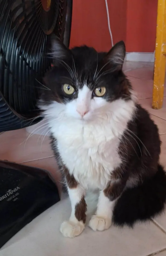 Gato ra a SRD-ViraLata idade 2 anos nome YUKI