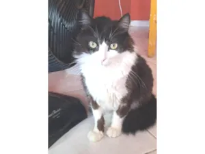 Gato raça SRD-ViraLata idade 2 anos nome YUKI