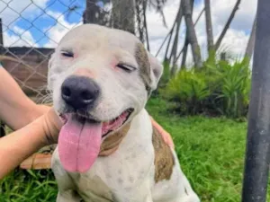 Cachorro raça Pit-Bull idade 2 anos nome Theo 