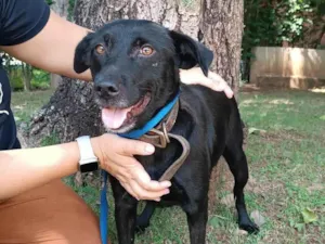 Cachorro raça SRD-ViraLata idade 3 anos nome Ipanema 