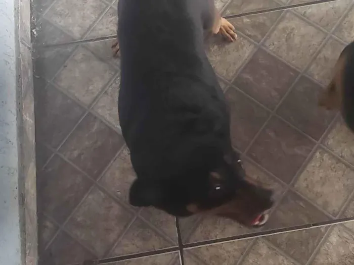 Cachorro ra a Pinscher idade 5 anos nome Cindy e Pitoco