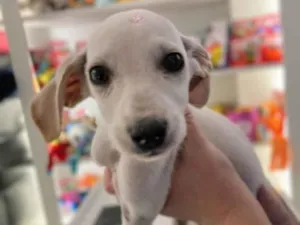 Cachorro raça SRD-ViraLata idade 2 a 6 meses nome Moana 