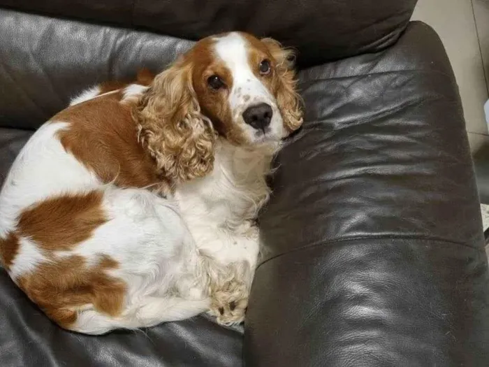 Cachorro ra a Cocker idade 6 ou mais anos nome Pipoca 