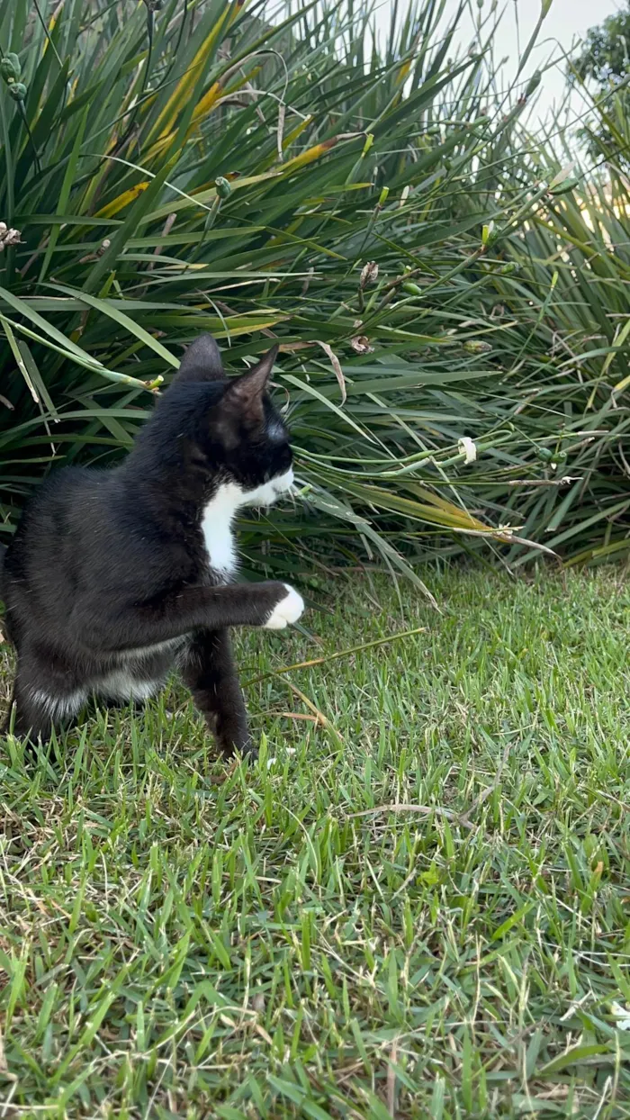 Gato ra a SRD-ViraLata idade 2 a 6 meses nome Sem nome  