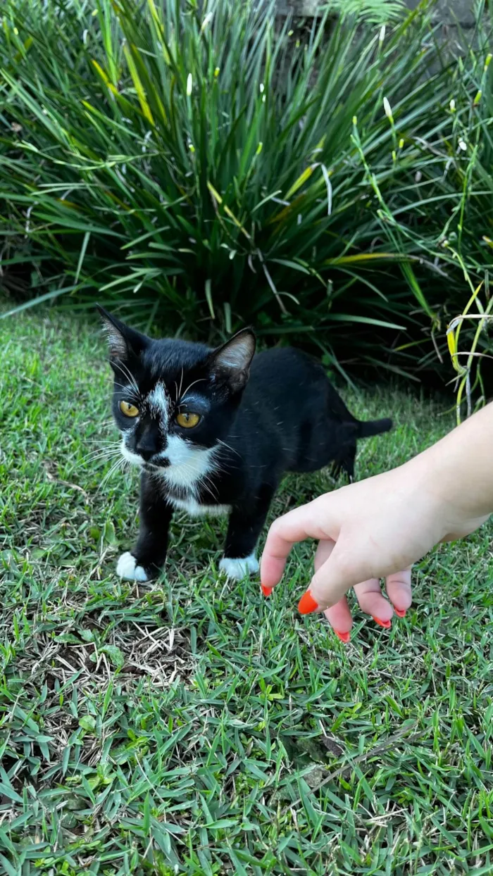 Gato ra a SRD-ViraLata idade 2 a 6 meses nome Sem nome  