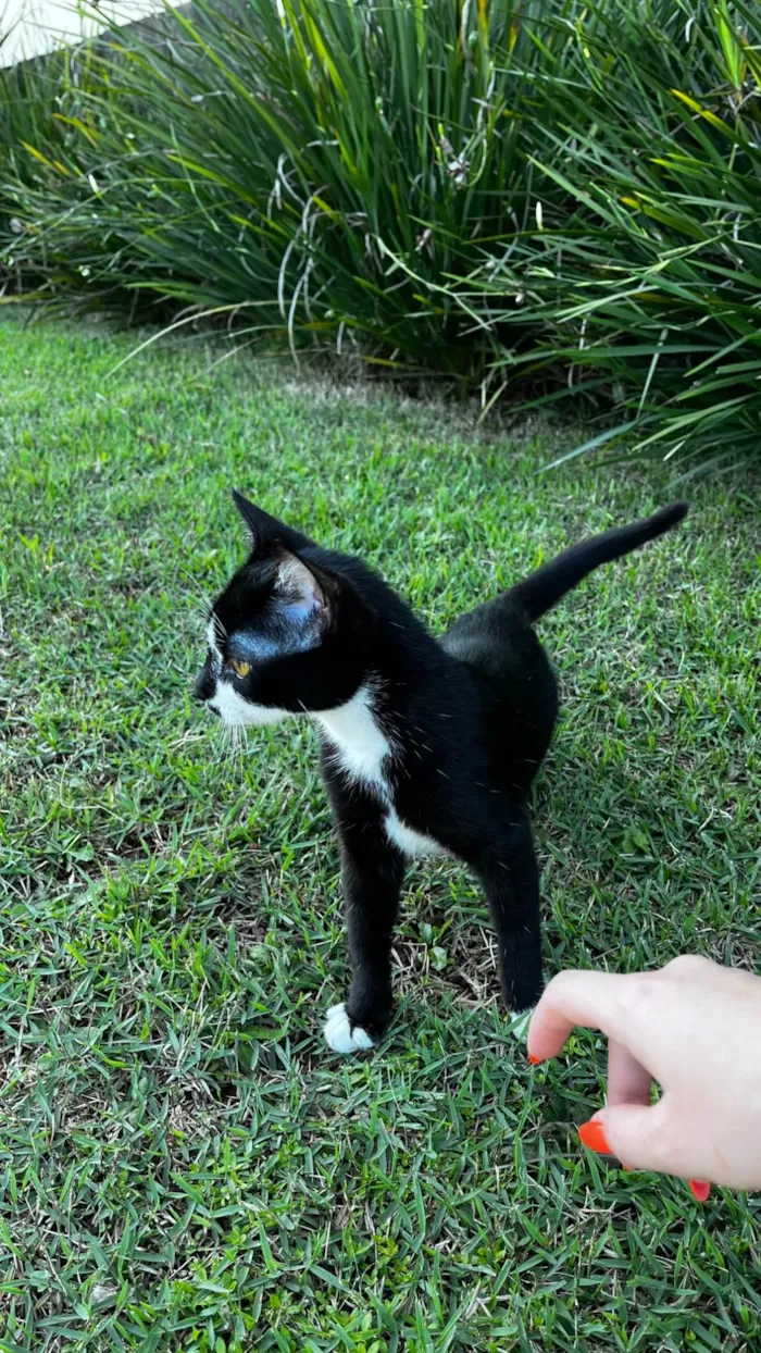 Gato ra a SRD-ViraLata idade 2 a 6 meses nome Sem nome  