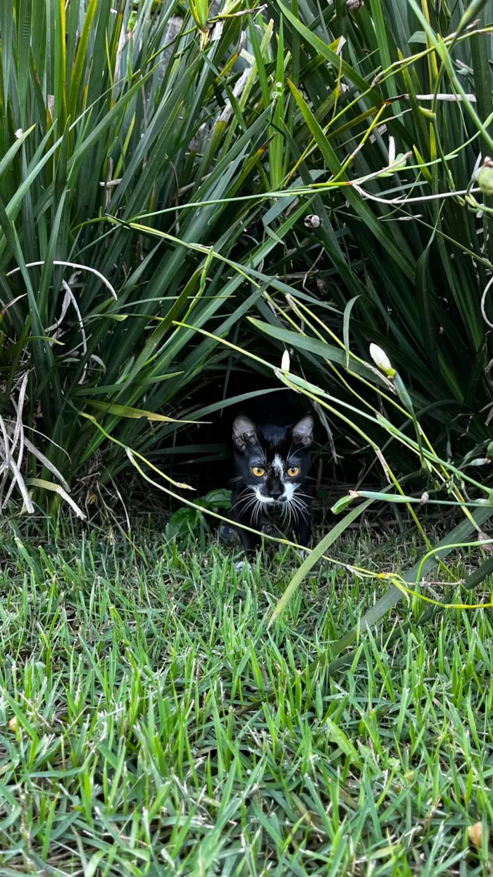 Gato ra a SRD-ViraLata idade 2 a 6 meses nome Sem nome  