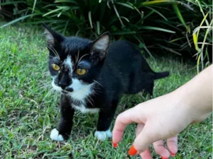 Gato raça SRD-ViraLata idade 2 a 6 meses nome Sem nome  