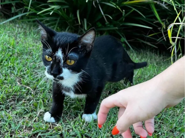 Gato ra a SRD-ViraLata idade 2 a 6 meses nome Sem nome  