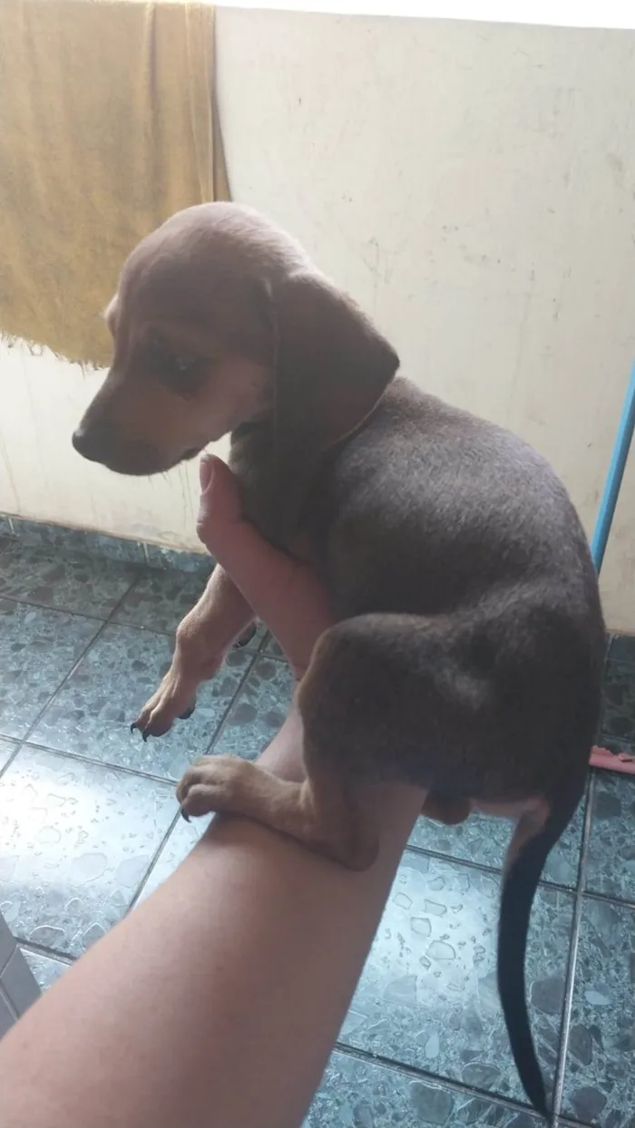 Cachorro ra a Pinscher idade 2 a 6 meses nome Ainda não tem.nome