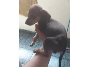 Cachorro raça Pinscher idade 2 a 6 meses nome Ainda não tem.nome