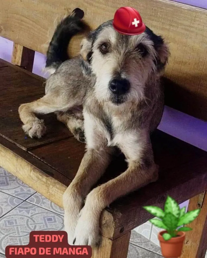 Cachorro ra a SRD-ViraLata idade 2 anos nome Boy