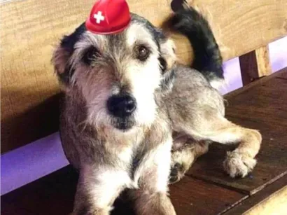 Cachorro raça SRD-ViraLata idade 2 anos nome Boy