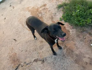 Cachorro raça SRD-ViraLata idade 6 ou mais anos nome Belinha 