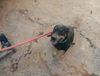 Cachorro raça SRD-ViraLata idade 6 ou mais anos nome Pito 