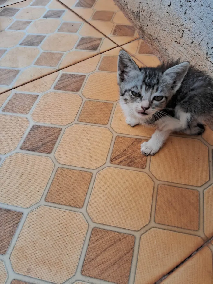 Gato ra a SRD-ViraLata idade Abaixo de 2 meses nome Sem nome