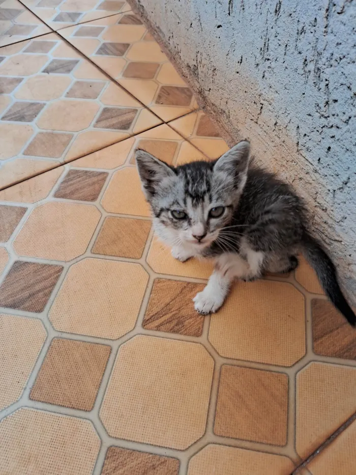 Gato ra a SRD-ViraLata idade Abaixo de 2 meses nome Sem nome