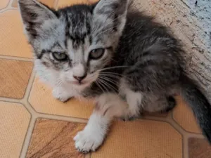 Gato raça SRD-ViraLata idade Abaixo de 2 meses nome Sem nome