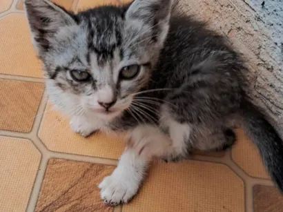 Gato raça SRD-ViraLata idade Abaixo de 2 meses nome Sem nome