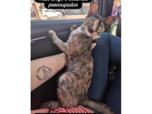 Gato raça SRD-ViraLata idade 7 a 11 meses nome Layla