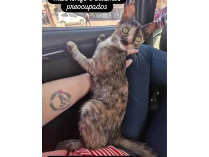 Gato raça SRD-ViraLata idade 7 a 11 meses nome Layla