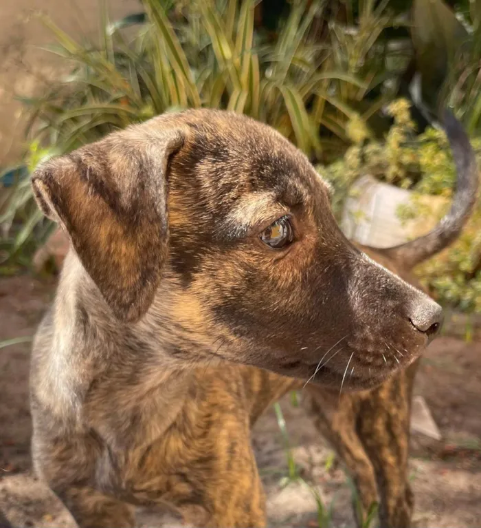 Cachorro ra a SRD-ViraLata idade 2 a 6 meses nome Ruya 