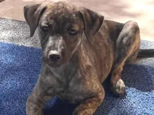 Cachorro raça SRD-ViraLata idade 2 a 6 meses nome Ruya 