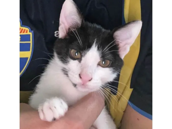 Gato ra a SRD-ViraLata idade 2 a 6 meses nome Nala