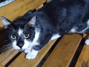 Gato raça SRD-ViraLata idade 7 a 11 meses nome Branca de neve, teca,pretin,caolho e tutu