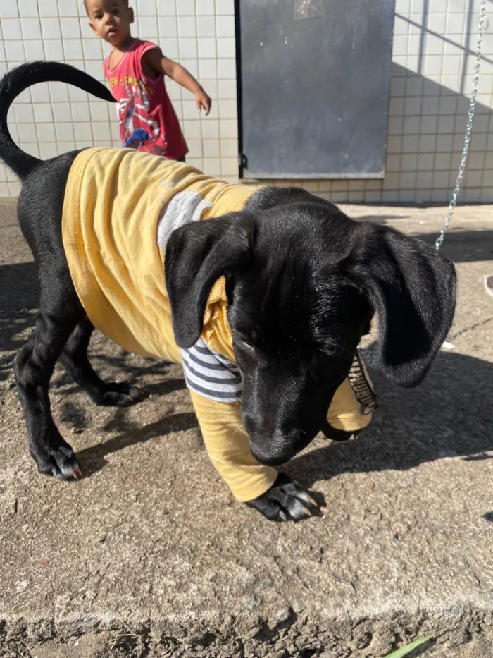 Cachorro ra a SRD-ViraLata idade 2 a 6 meses nome Latrel