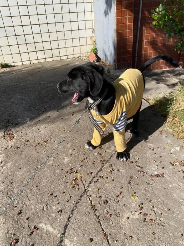 Cachorro ra a SRD-ViraLata idade 2 a 6 meses nome Latrel