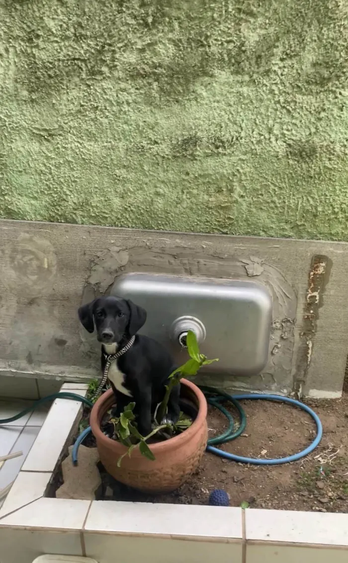 Cachorro ra a SRD-ViraLata idade 2 a 6 meses nome Latrel