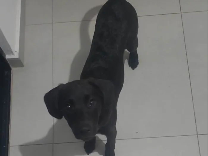 Cachorro ra a SRD-ViraLata idade 2 a 6 meses nome Destruidor 