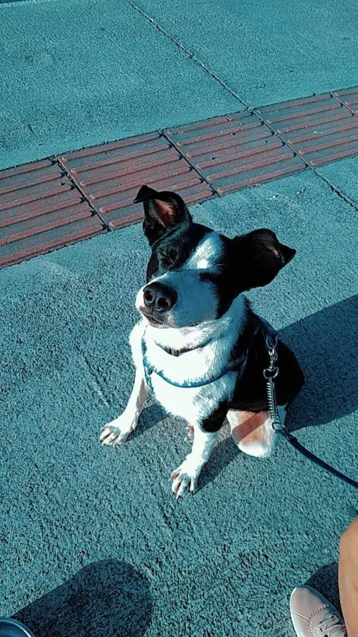 Cachorro ra a SRD-ViraLata idade 6 ou mais anos nome Marley