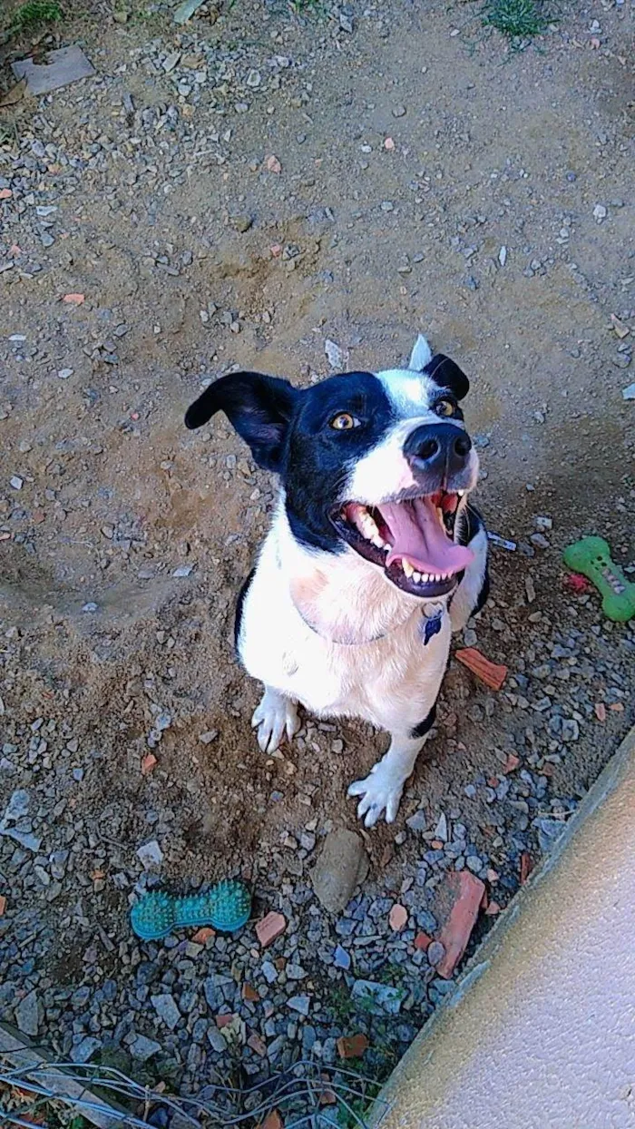 Cachorro ra a SRD-ViraLata idade 6 ou mais anos nome Marley