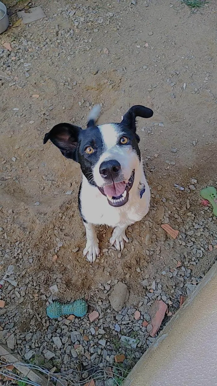 Cachorro ra a SRD-ViraLata idade 6 ou mais anos nome Marley