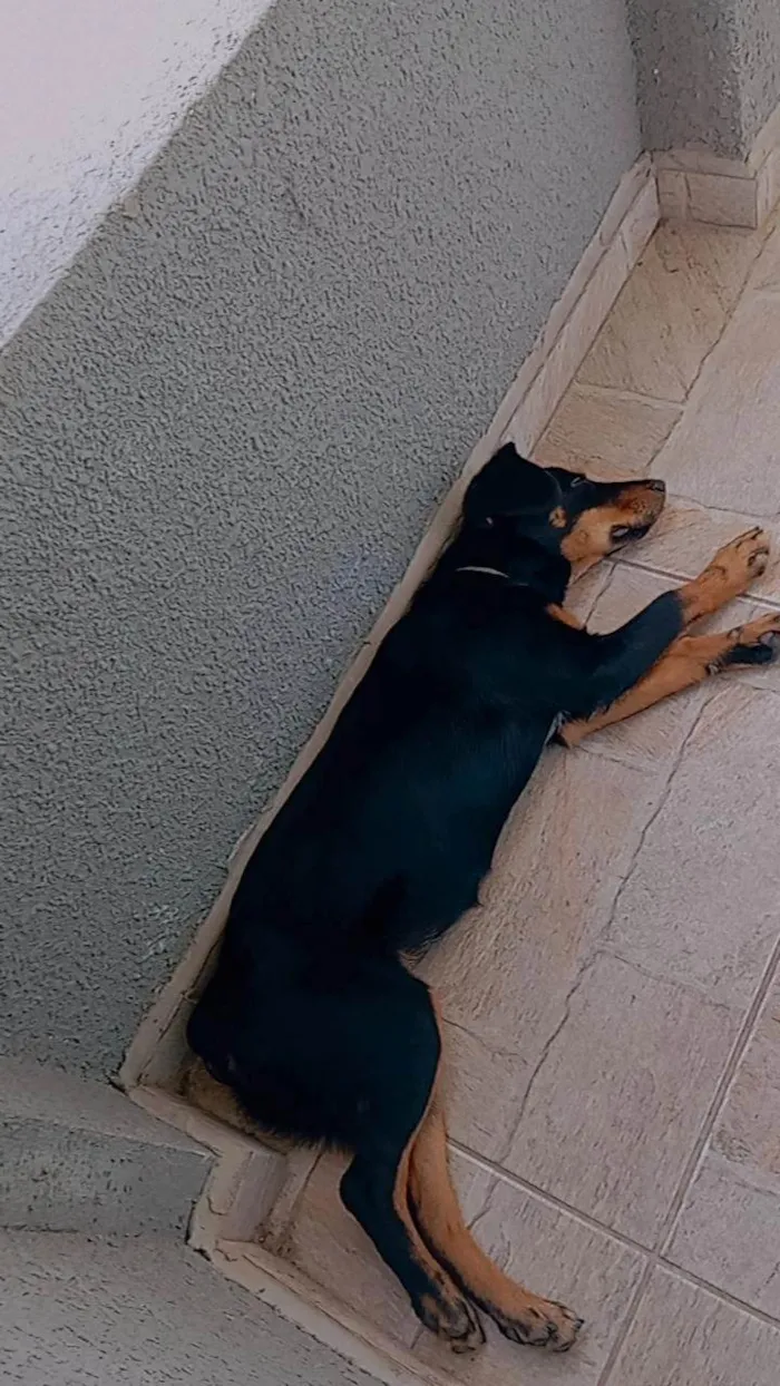 Cachorro ra a SRD-ViraLata idade 2 a 6 meses nome Meg Ptchula 