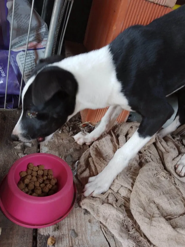 Cachorro ra a SRD-ViraLata idade 7 a 11 meses nome Lua