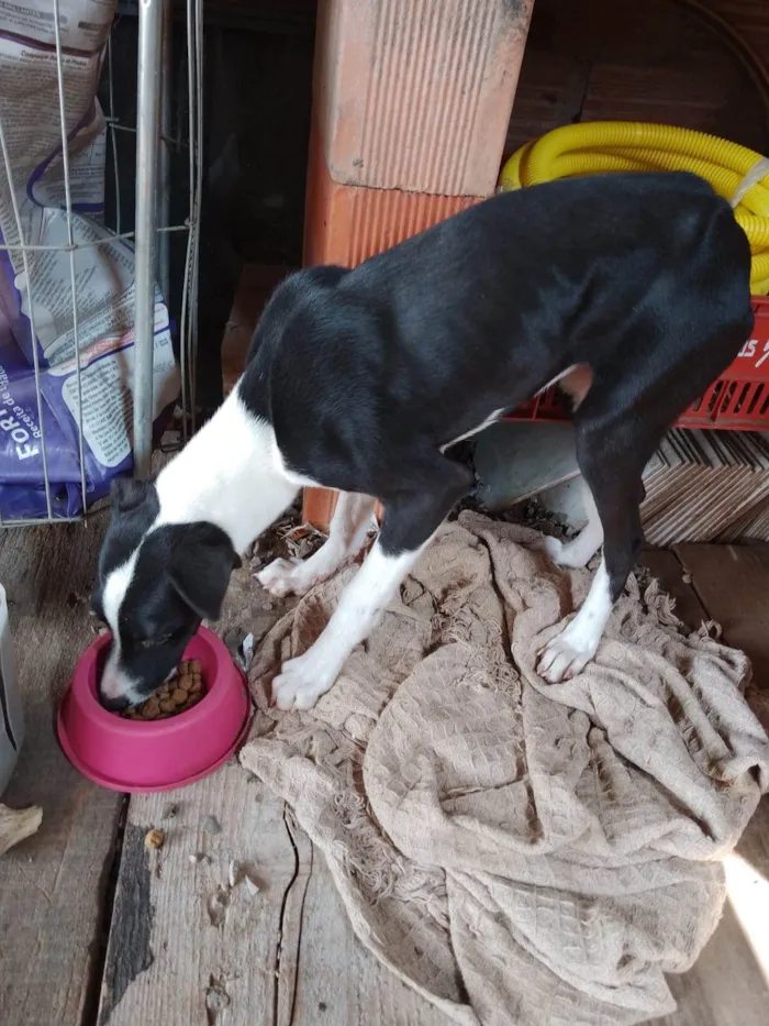 Cachorro ra a SRD-ViraLata idade 7 a 11 meses nome Lua