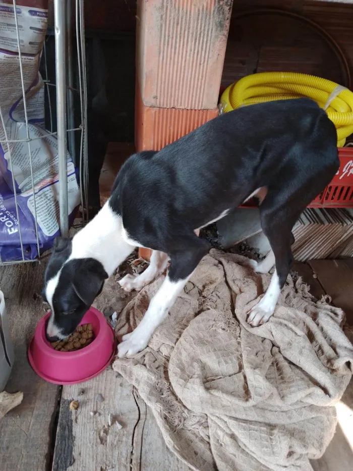 Cachorro ra a SRD-ViraLata idade 7 a 11 meses nome Lua