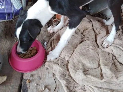 Cachorro raça SRD-ViraLata idade 7 a 11 meses nome Lua